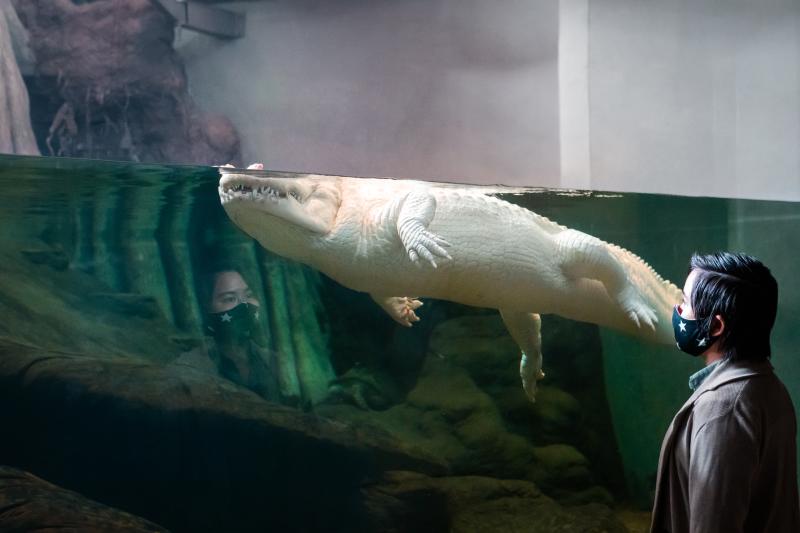 Claude the Albino Alligator at California Academy of Science in San Francisco