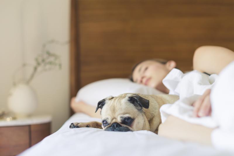 Dog-laying-down-in-bed-at-hotel