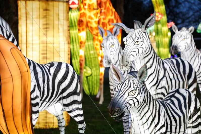 Zoo Luminate luminary zebras and animals.