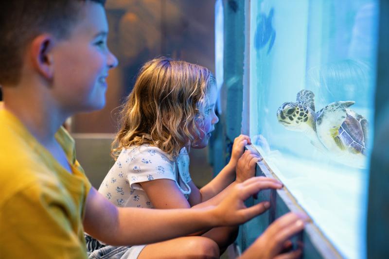 Copy of Children Looking at Sea Turtle in Tank