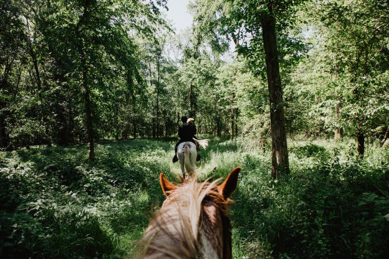 Horse Riding Texas Longhorn