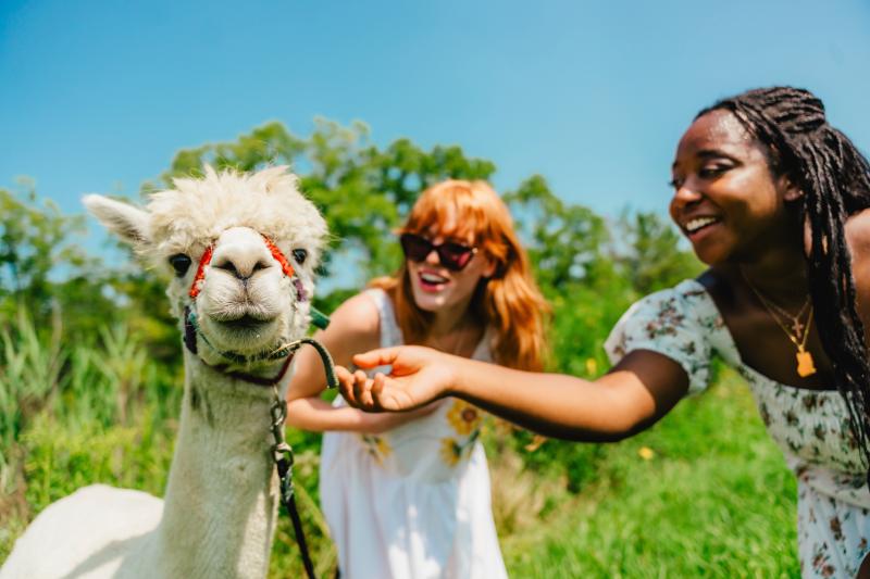 Two smiling women interact with a white alpaca outdoors on a sunny day.