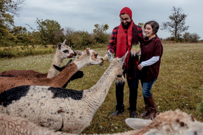 Husky Alpaca Ranch