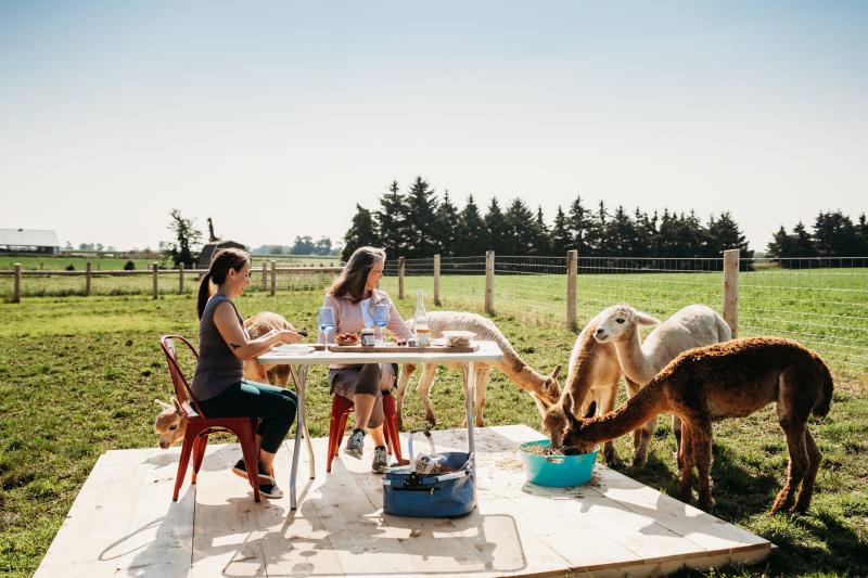 woman having picnic with alpacas