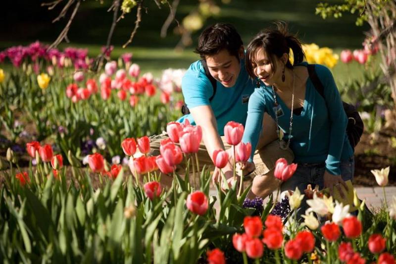 Tulip Festival