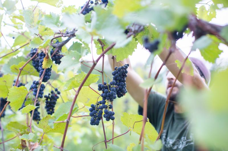 harvest grapes for wine at Shelburne Vineyard