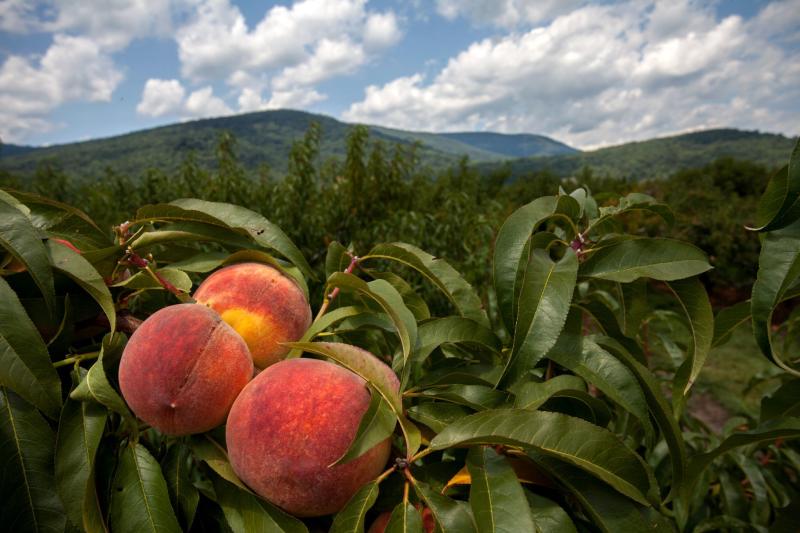 Chiles Peach Orchard