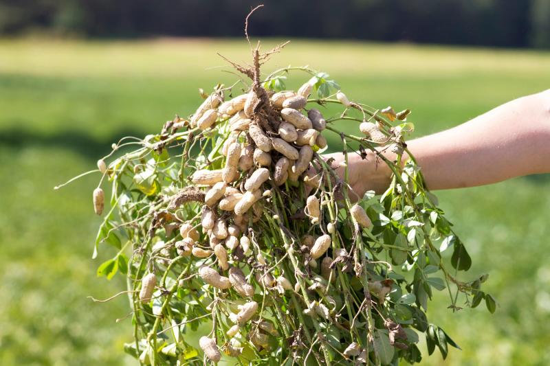 Belmont Peanuts