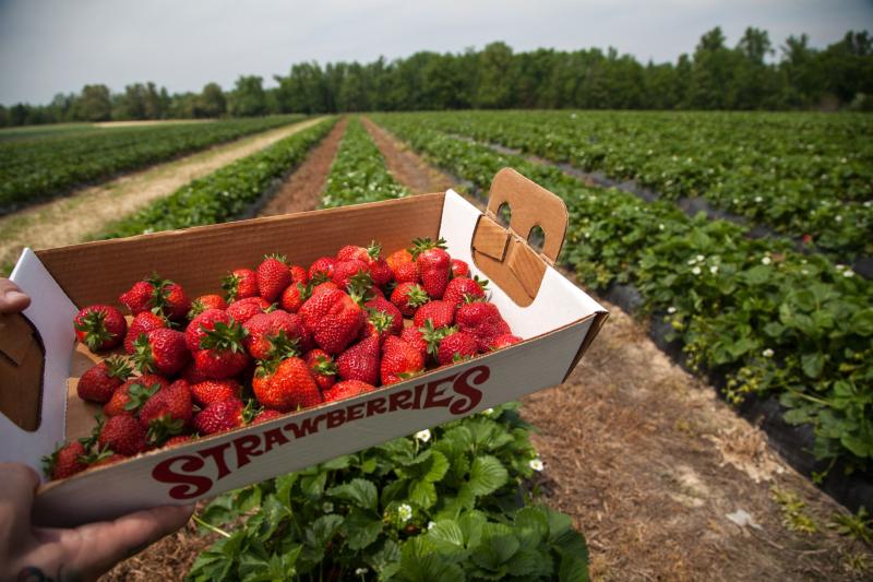 Mount Olympus Berry farm