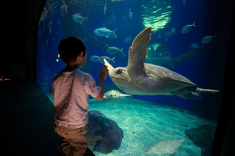 Arts & Culture - History & Museums - Virginia Aquarium - Virginia Aquarium 18.jpg