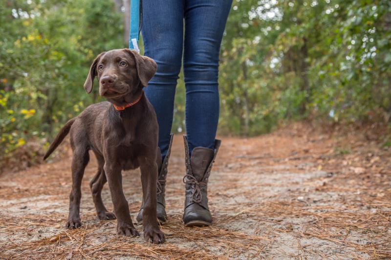 Virginia Beach's First Landing State Park in the Fall First Landing State Park Pet Friendly