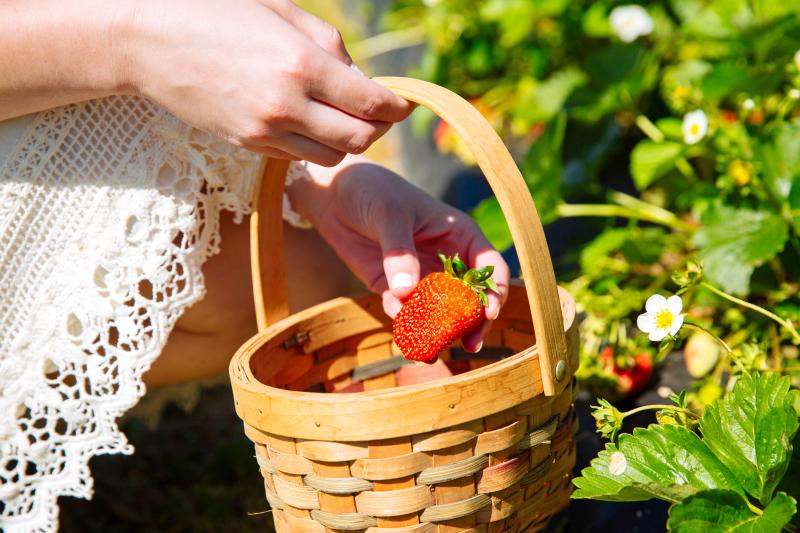 Henley Farms - Pungo - Strawberries - Spring