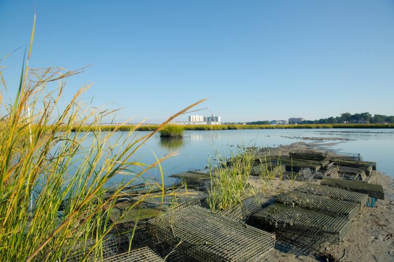 oyster farm with grass in front of the water