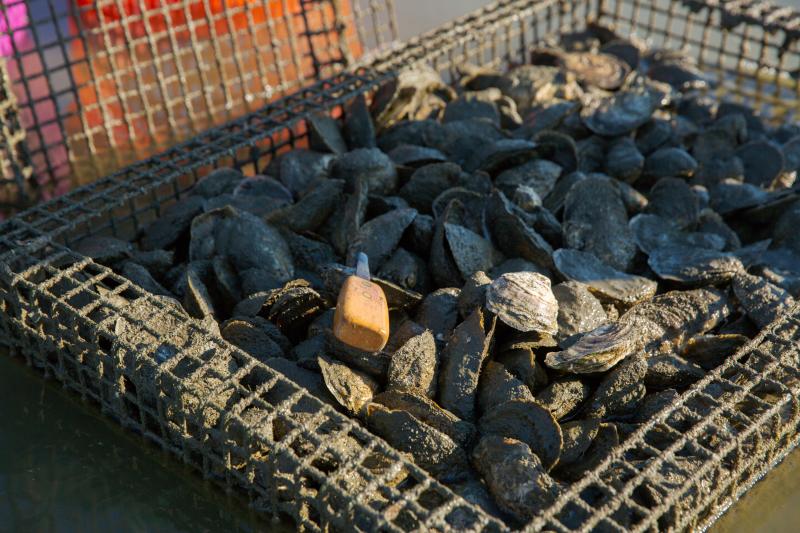 Oysters in a cage with a shucking tool