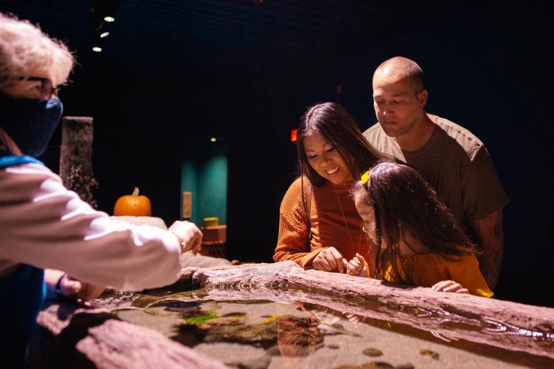 woman, man, and girl at an aquarium touch tank viewing the animals inside