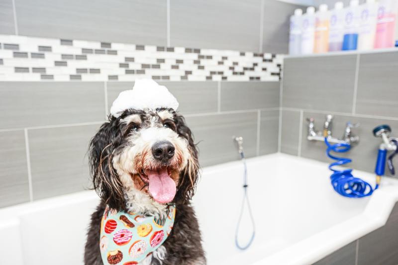 A dog in a bathtub with bubbles on head.