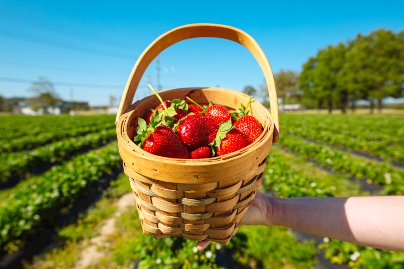 arm holding basket of ripe strawberries on a strawberry farm