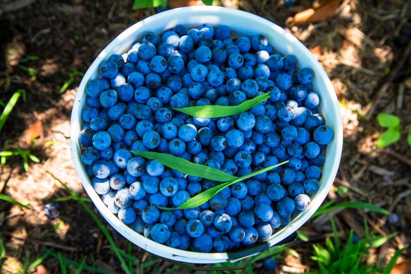 Pungo%20Blueberries