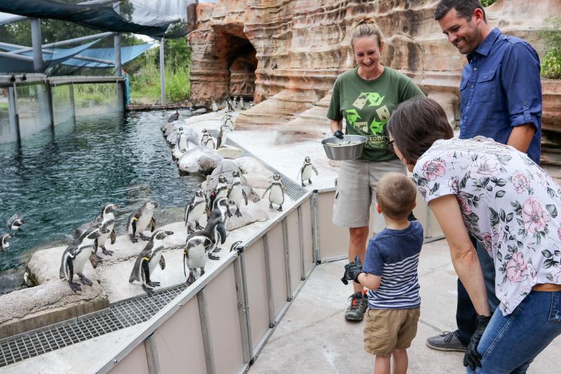 A family feeds penguins at the Sedgwick County Zoo