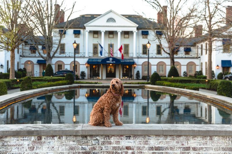 Dog at Williamsburg Inn