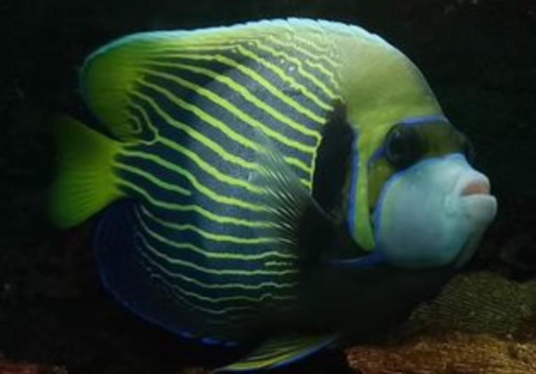 Fish