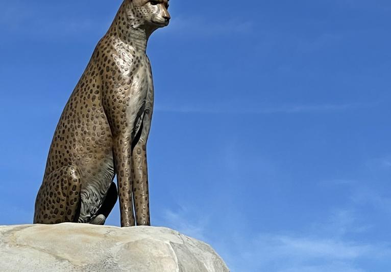 Cheetah on a Rock