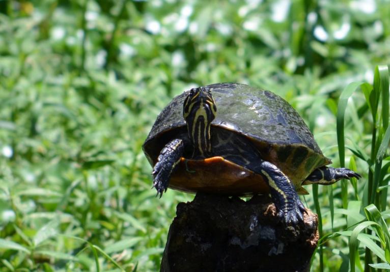 St. Johns River Eco Tour