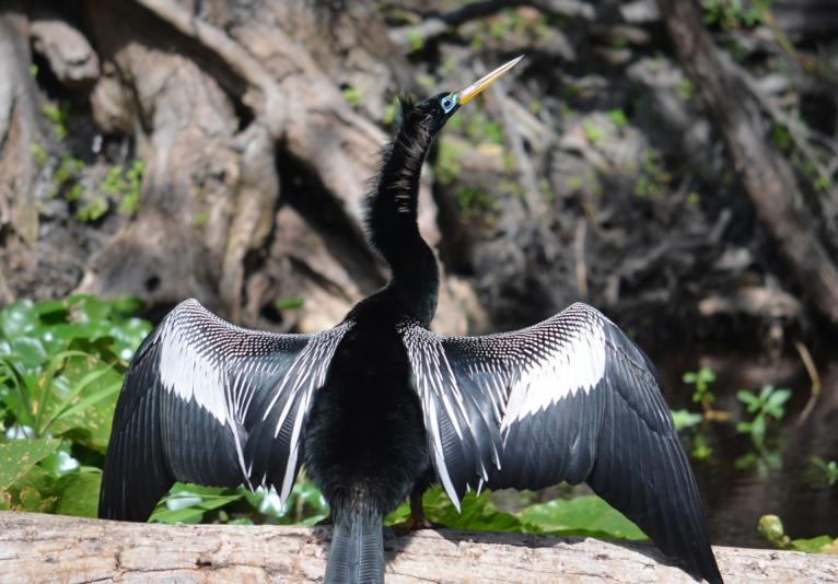 St. Johns River Eco Tour