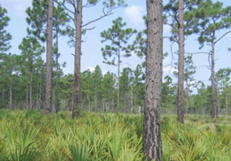 Wiregrass Prairie Preserve