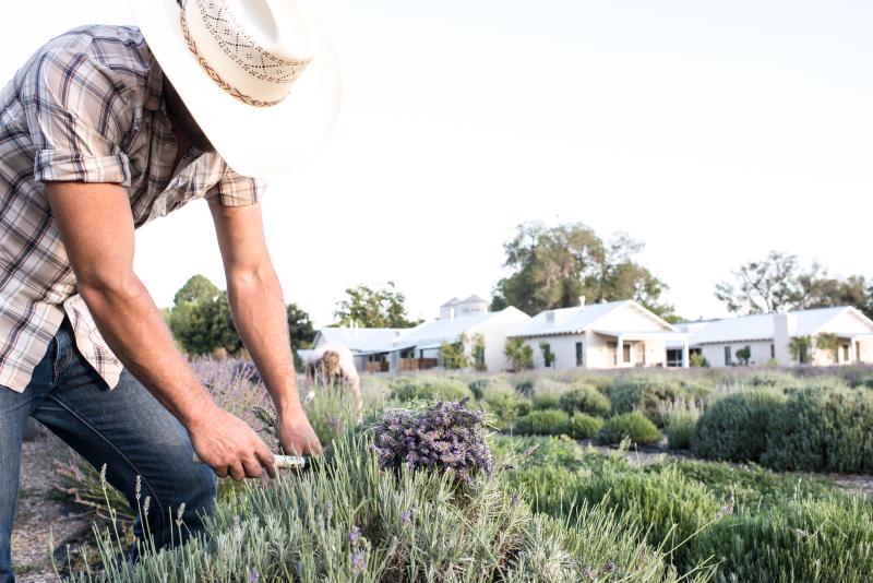 A man trims lavender at Los Poblanos.