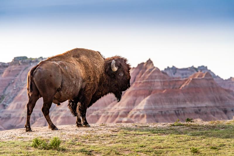 Bison Badlands
