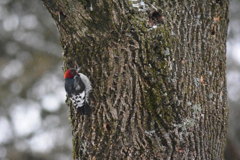 A red-headed woodpecker perched on a tree trunk during winter