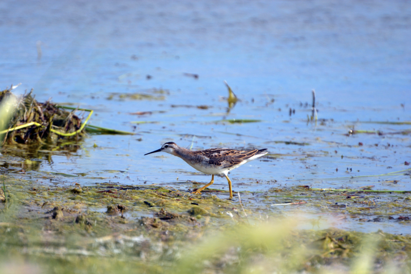 Bird On The Water At Goldeneye Reservoir, Wyoming