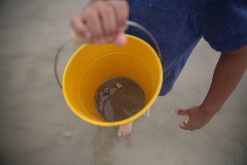 Sandcastles and Shells Image