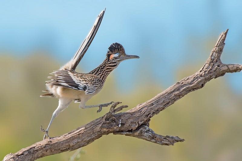 Bird Roadrunner