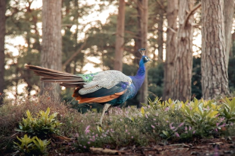 Peacock at the Blue Pool