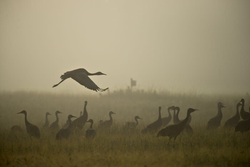 Cranes Spring Migration | Fairbanks, Alaska