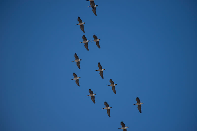 Spring Bird Migration - Fairbanks Alaska