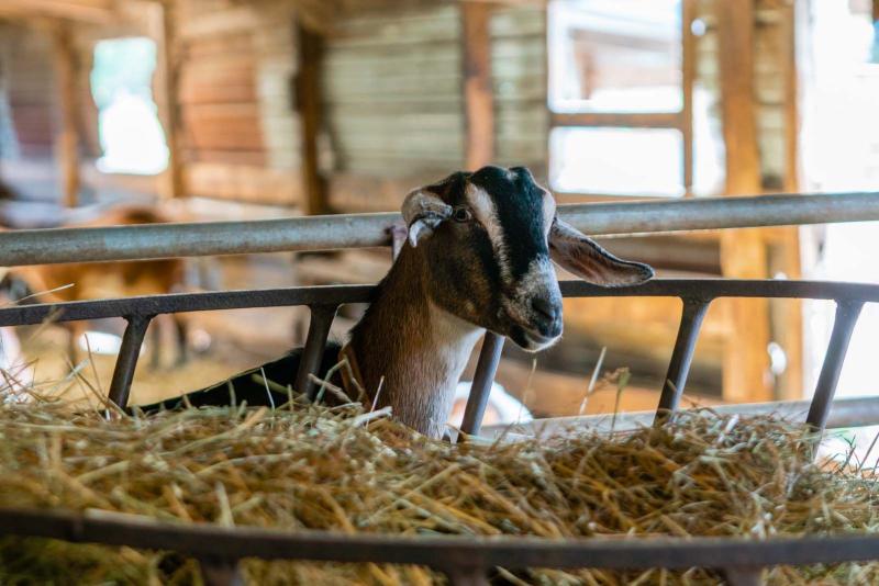 Friendly Goat at Side Hill Acres Goat Farm