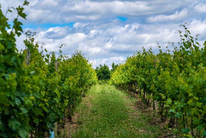 wagner vineyards