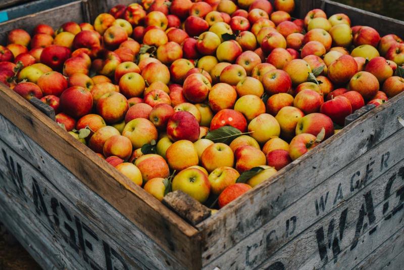 Apple Picking at Apple Barrel Orchards