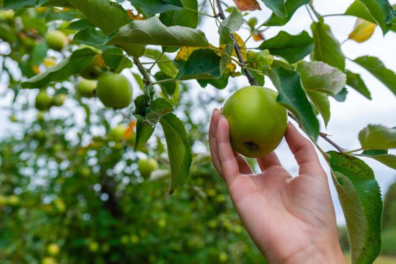 apple picking at reisingers apple country in finger lakes wine country