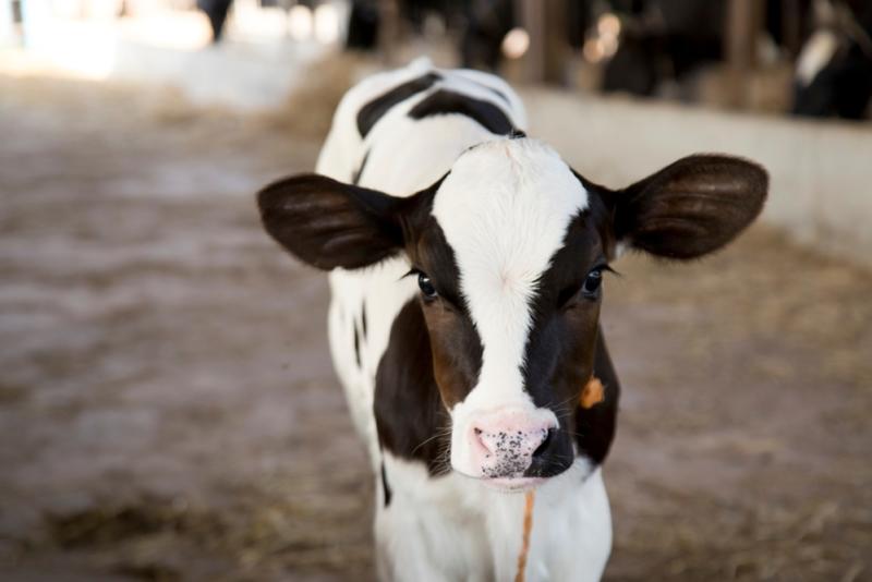 baby cow or holstein calf on farm