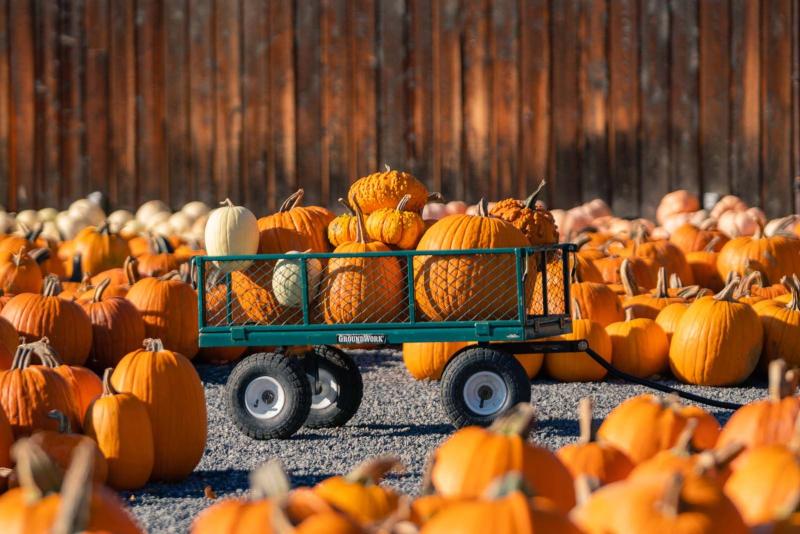 pumpkins at Bradley Farms in Finger Lakes Wine Country