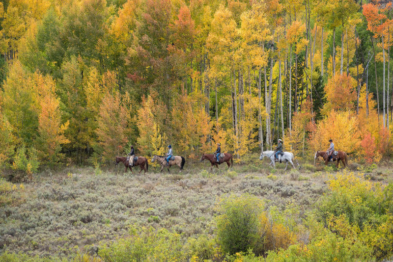 Group horsebackriding among fall trees