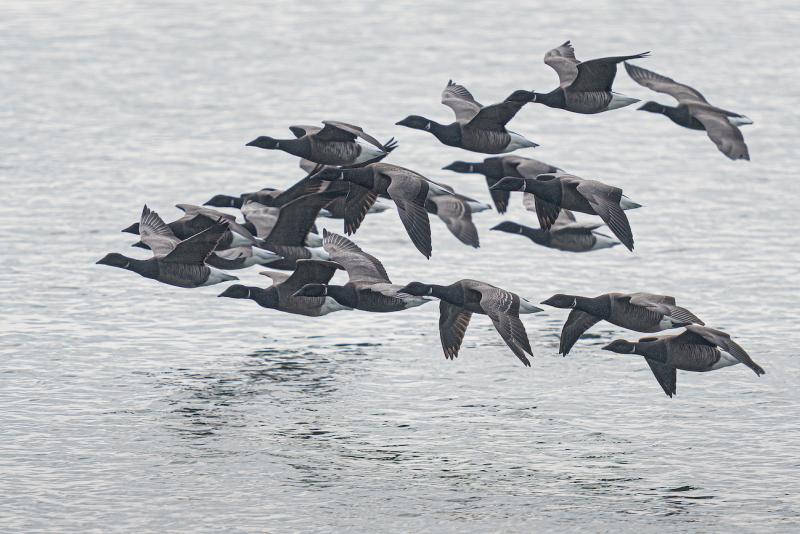 Brent Geese, Chichester Harbour