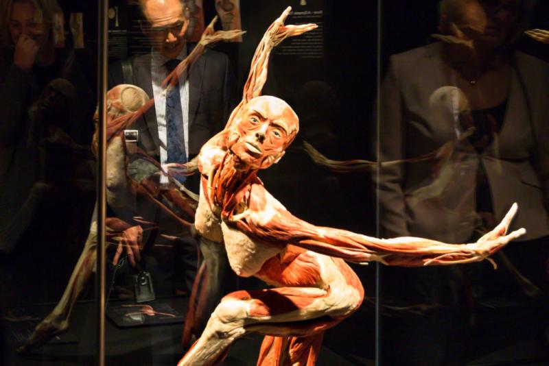 Body Worlds at the Houston Museum of Natural Science offers visitors a unique look at human anatomy.