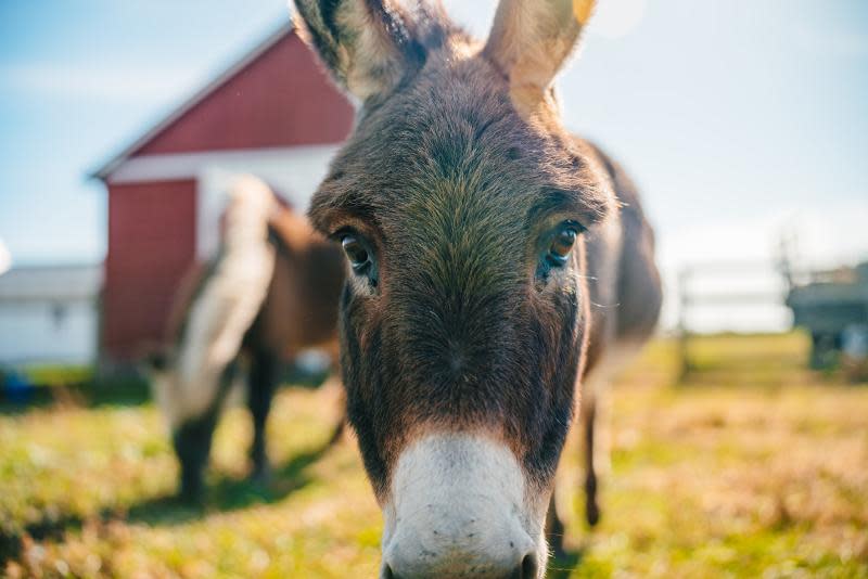 Donkey in Lafayette