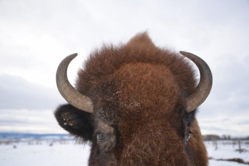 Bison