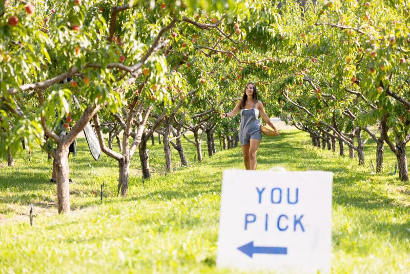 Person Picking Peaches in Orchard 15 - Paynter's